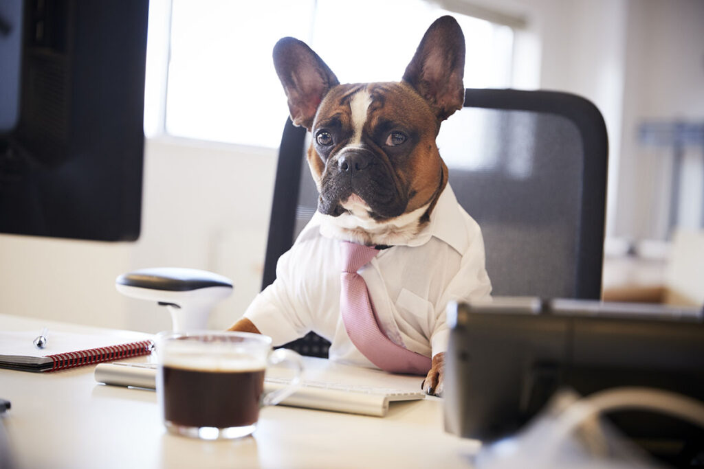 Chatbot para Pet Shop: WhatsApp e IA no Atendimento Pet