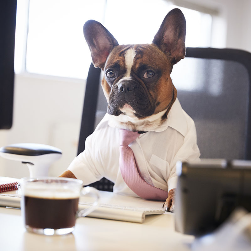 Chatbot para Pet Shop: WhatsApp e IA no Atendimento Pet