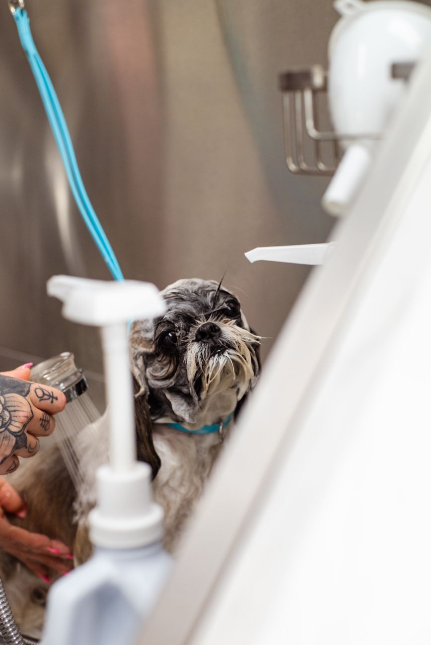 cachorro banho tosa pet shop em Como Reduzir Faltas em Banho e Tosa com Lembretes no WhatsApp Cachorro recebendo banho em pet shop que usa lembretes automáticos para reduzir faltas