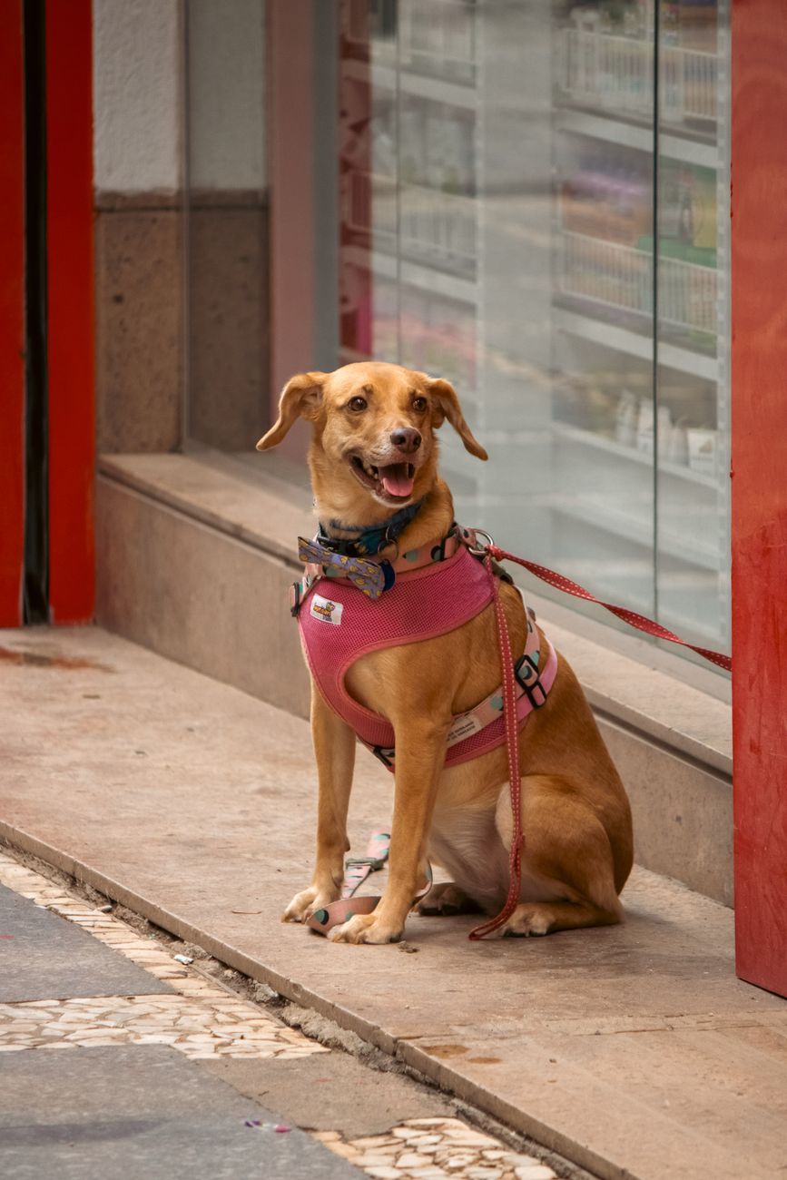 cachorro fachada pet shop em Chatbot para Pet Shop: Perguntas Frequentes que a IA Pode Responder Cachorro em frente a um pet shop que usa chatbot para responder dúvidas dos clientes