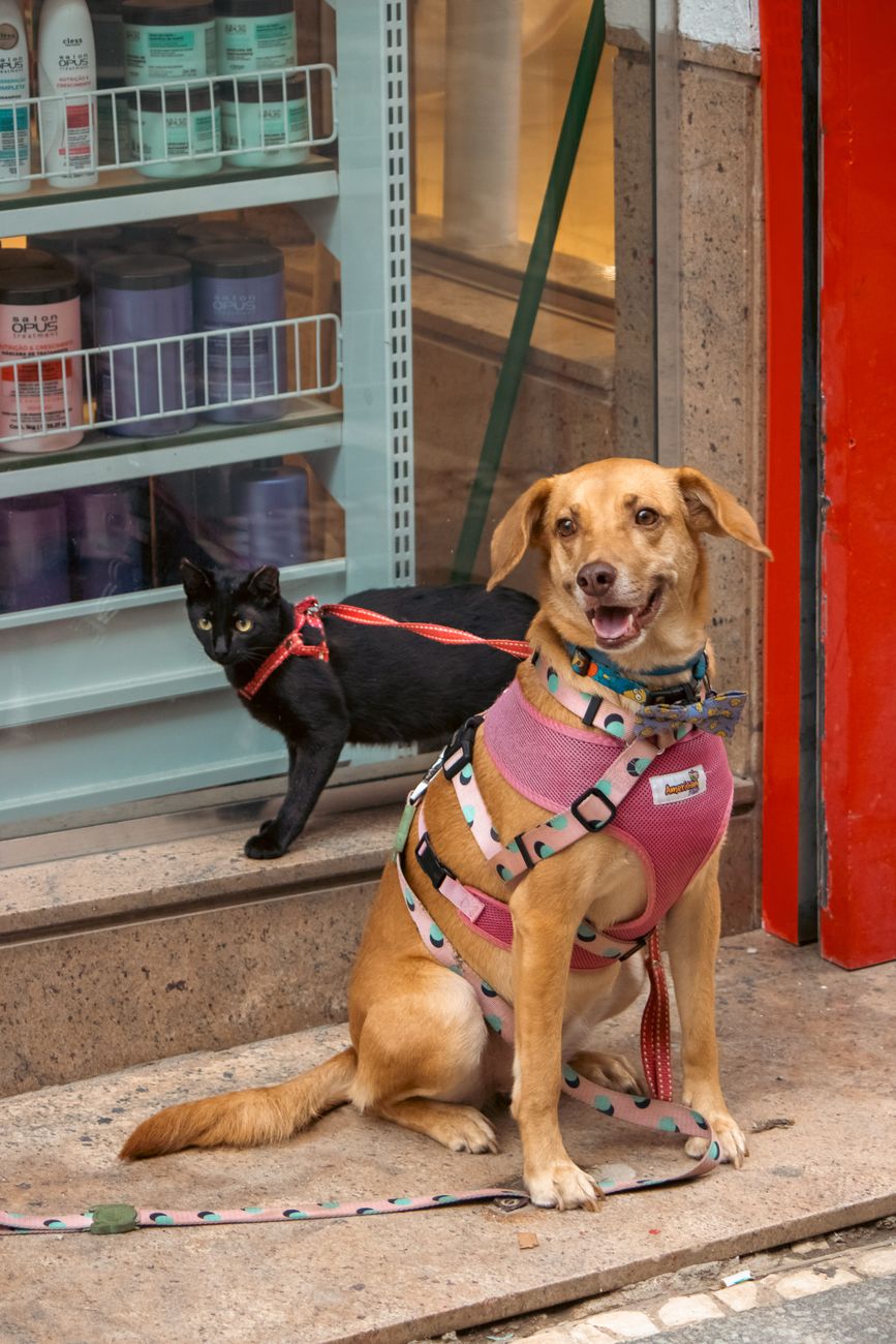 cachorro gato fachada pet shop loja em WhatsApp API Oficial para Pet Shops: Por Que Migrar do WhatsApp Business Cachorro e gato em frente a um pet shop que migrou para a API Oficial do WhatsApp